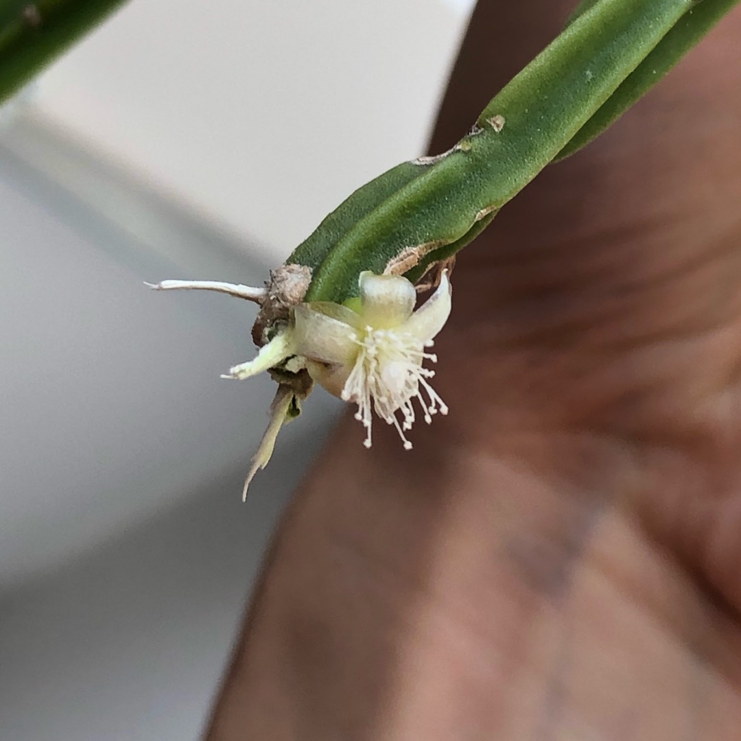 Rhipsalis pentaptera in the GardenTags plant encyclopedia Misteltoe cactus in the GardenTags plant encyclopedia
