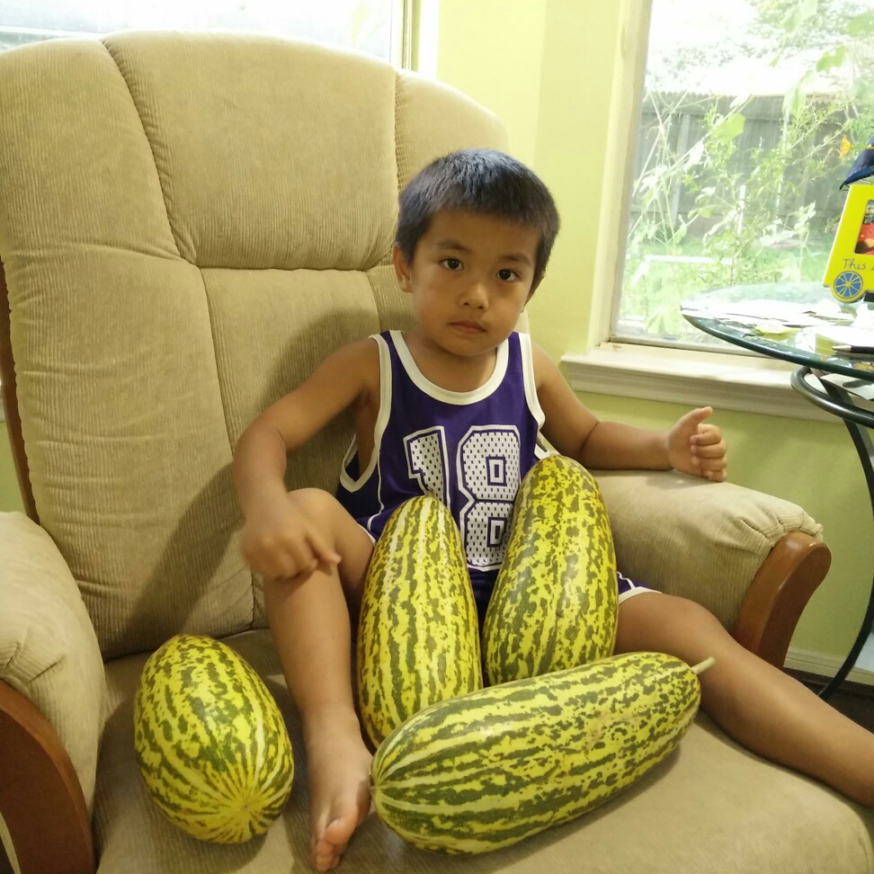 Cucumis melo var. conomon in the GardenTags plant encyclopedia Oriental Pickling Melon in the GardenTags plant encyclopedia