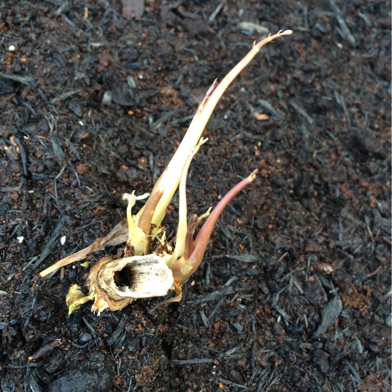 Sium Sisarum in the GardenTags plant encyclopedia Skirret in the GardenTags plant encyclopedia