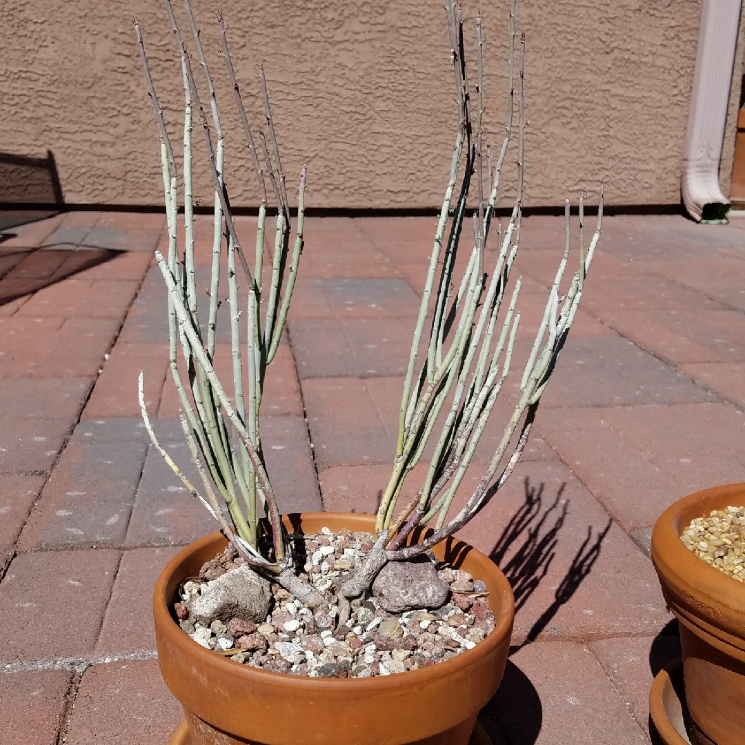 Euphorbia antisyphilitica in the GardenTags plant encyclopedia Candelilla in the GardenTags plant encyclopedia