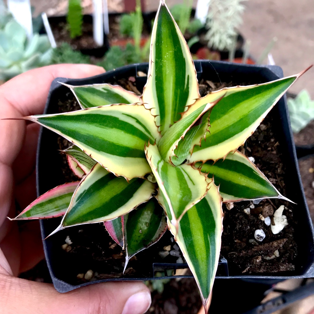 Quadricolor Century Plant in the GardenTags plant encyclopedia