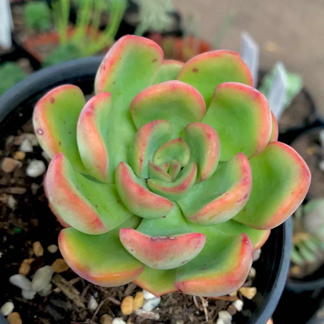 xGraptoveria Worthy One in the GardenTags plant encyclopedia Graptoveria Worthy One in the GardenTags plant encyclopedia