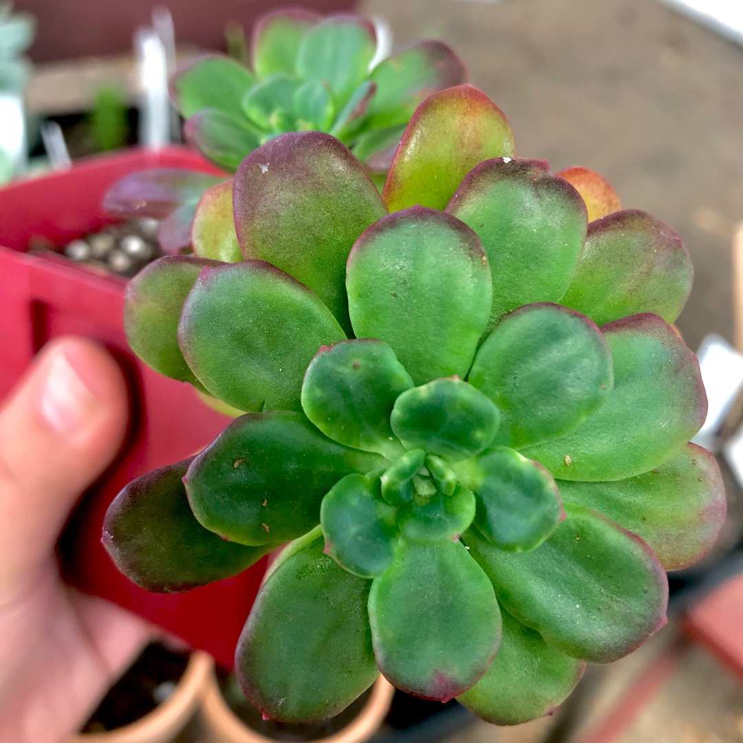 Echeveria Skinneri in the GardenTags plant encyclopedia Echeveria Skinneri in the GardenTags plant encyclopedia