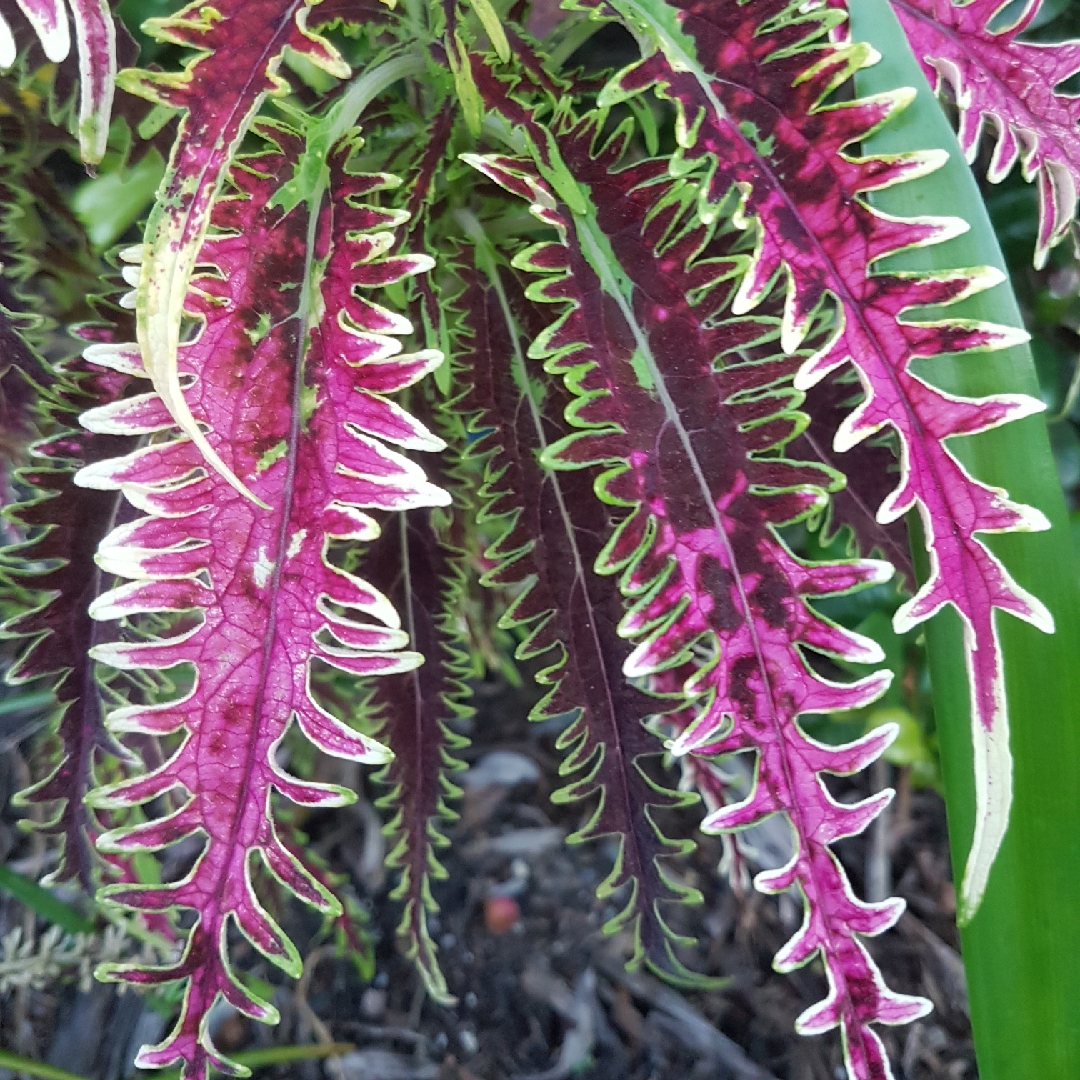 Solenostemon scutellarioides Bone Fish (Under The Sea Series) in the GardenTags plant encyclopedia Coleus Bone Fish in the GardenTags plant encyclopedia