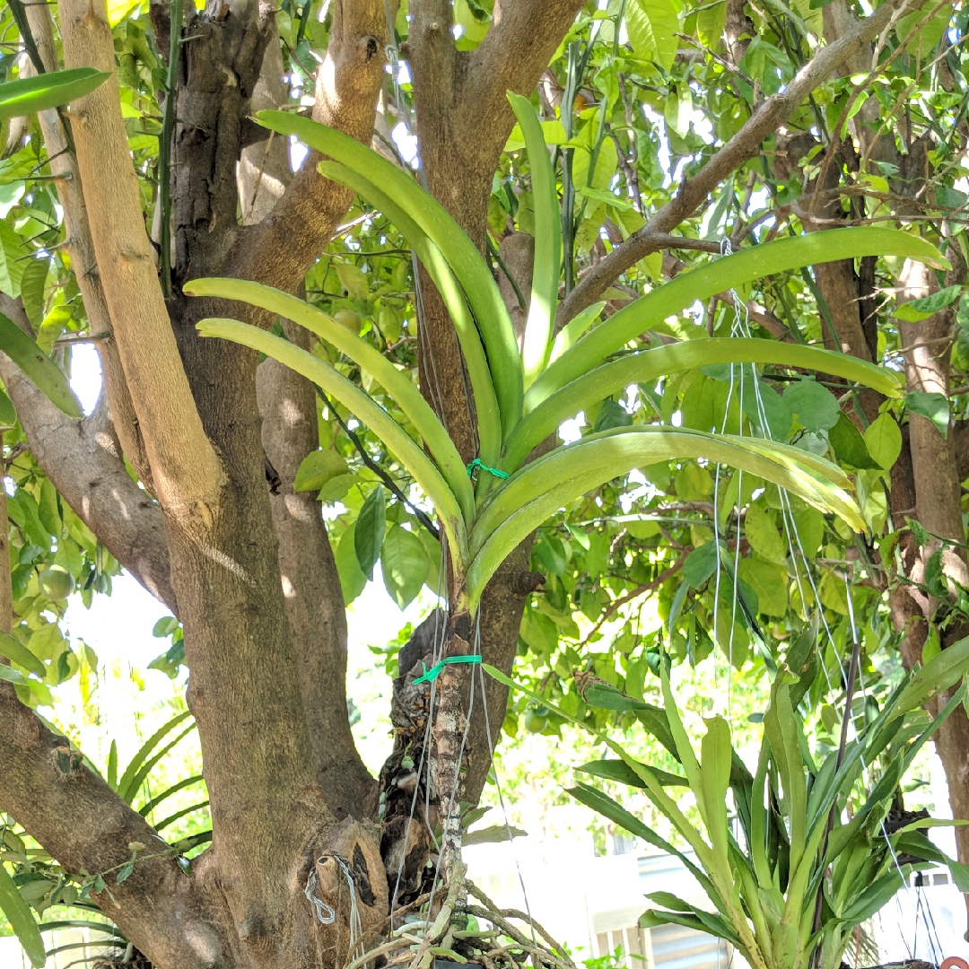 Vanda Vivian x Ascocenda Suksamran Gold in the GardenTags plant encyclopedia Vanda Orchid Vivian x Ascocenda Suksamran Gold in the GardenTags plant encyclopedia