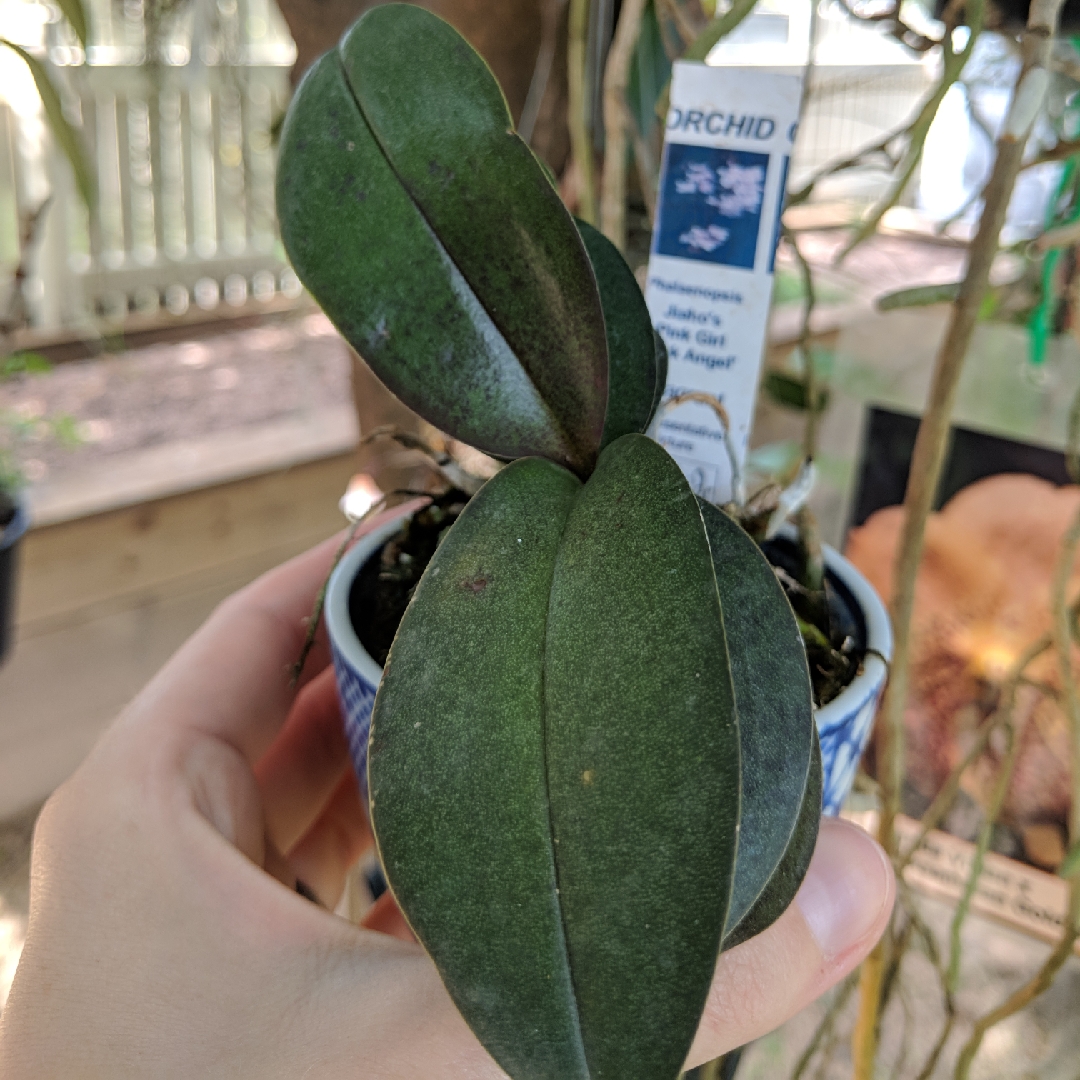 Phalaenopsis Jiahos Pink Girl in the GardenTags plant encyclopedia Moth Orchid Jiahos Pink Girl in the GardenTags plant encyclopedia