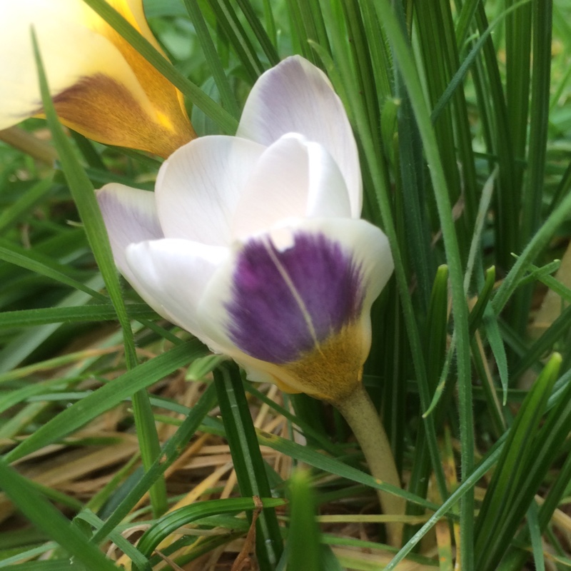 Crocus chrysanthus Blue Bird in the GardenTags plant encyclopedia Crocus Blue Bird in the GardenTags plant encyclopedia