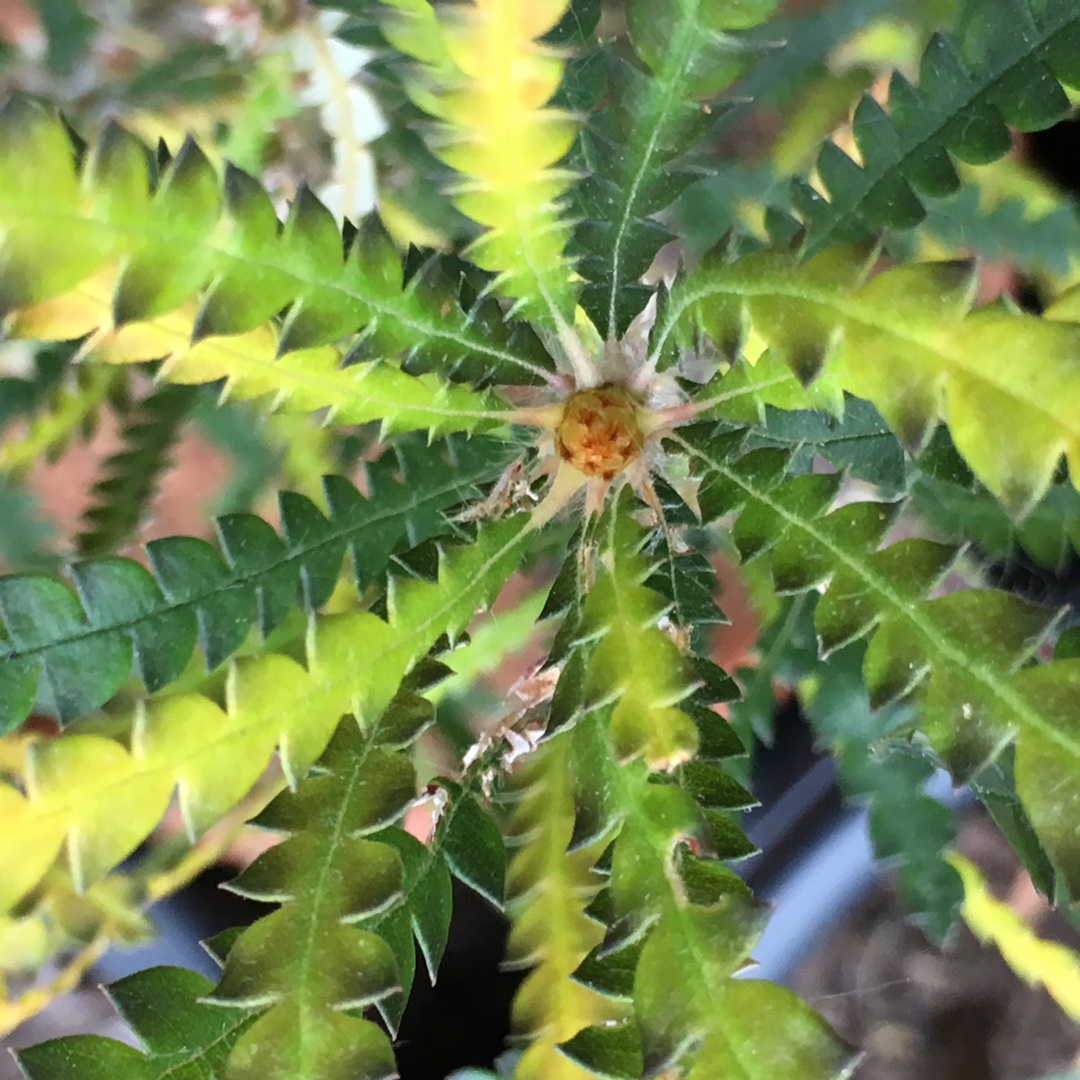 Dryandra Formosa in the GardenTags plant encyclopedia Showy Dryandra in the GardenTags plant encyclopedia