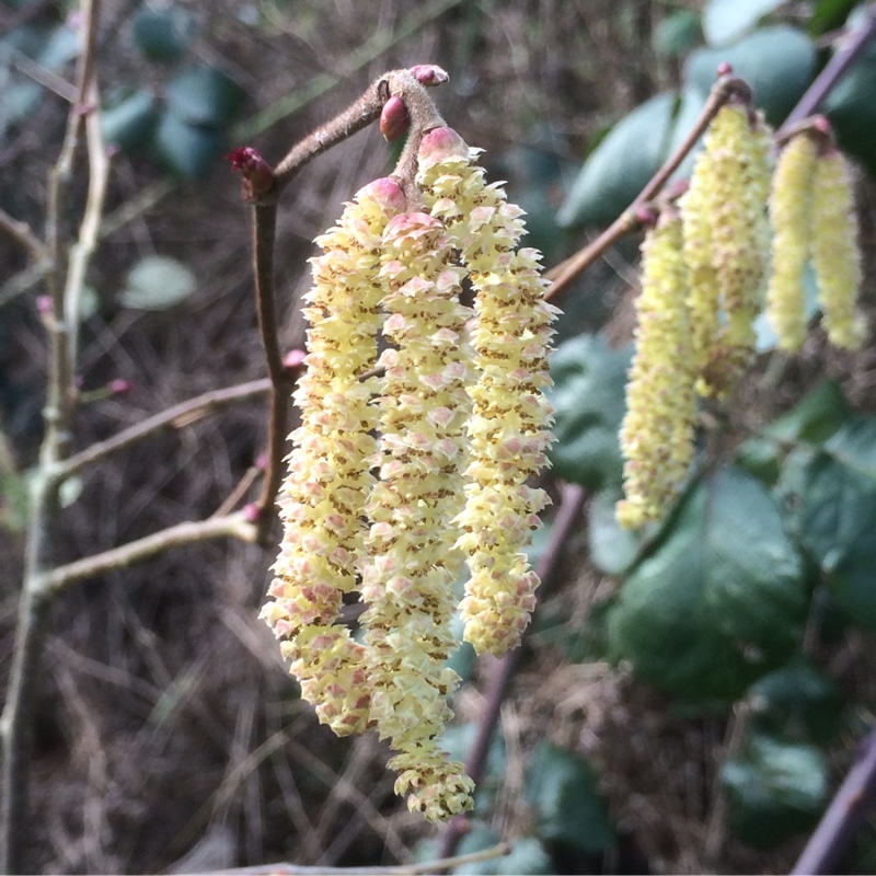Corylus maxima White Filbert in the GardenTags plant encyclopedia Filbert White Filbert in the GardenTags plant encyclopedia