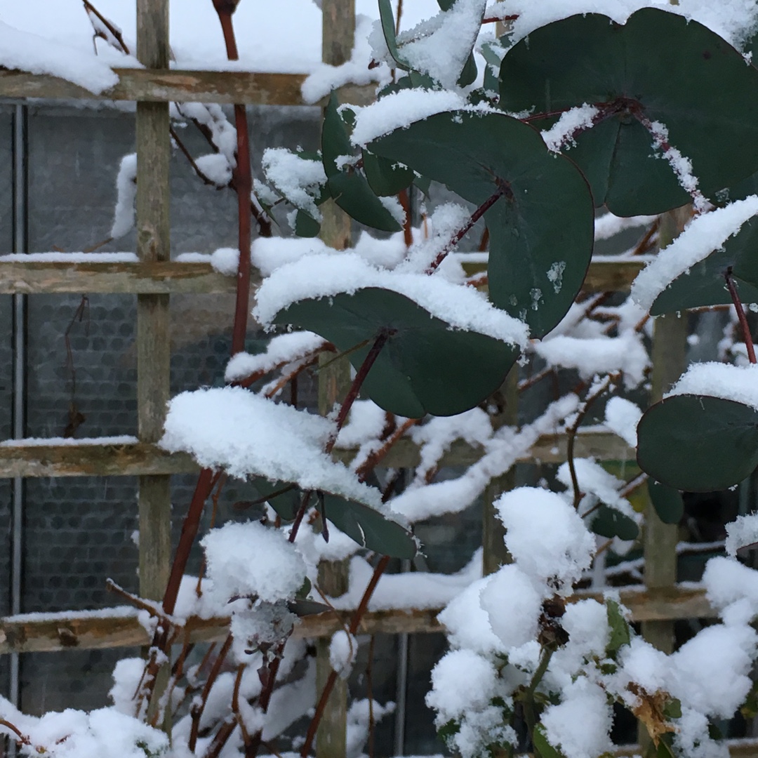 Eucalyptus perriniana in the GardenTags plant encyclopedia Spinning Gum in the GardenTags plant encyclopedia