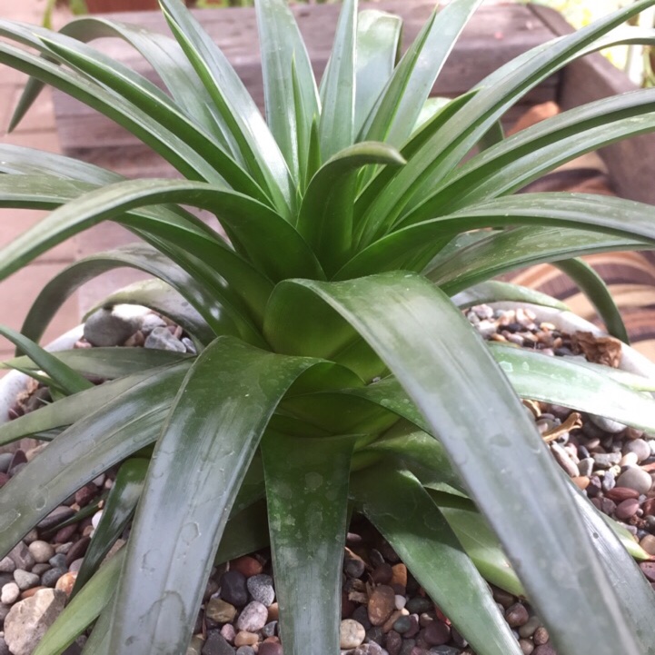 Dyckia Naked Lady in the GardenTags plant encyclopedia