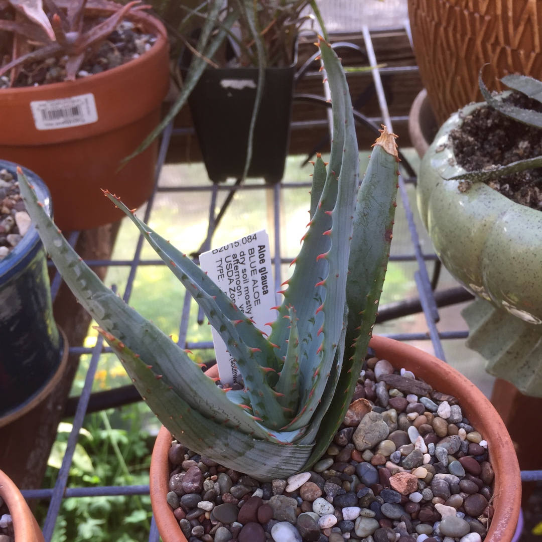 Aloe glauca in the GardenTags plant encyclopedia Blue Aloe in the GardenTags plant encyclopedia