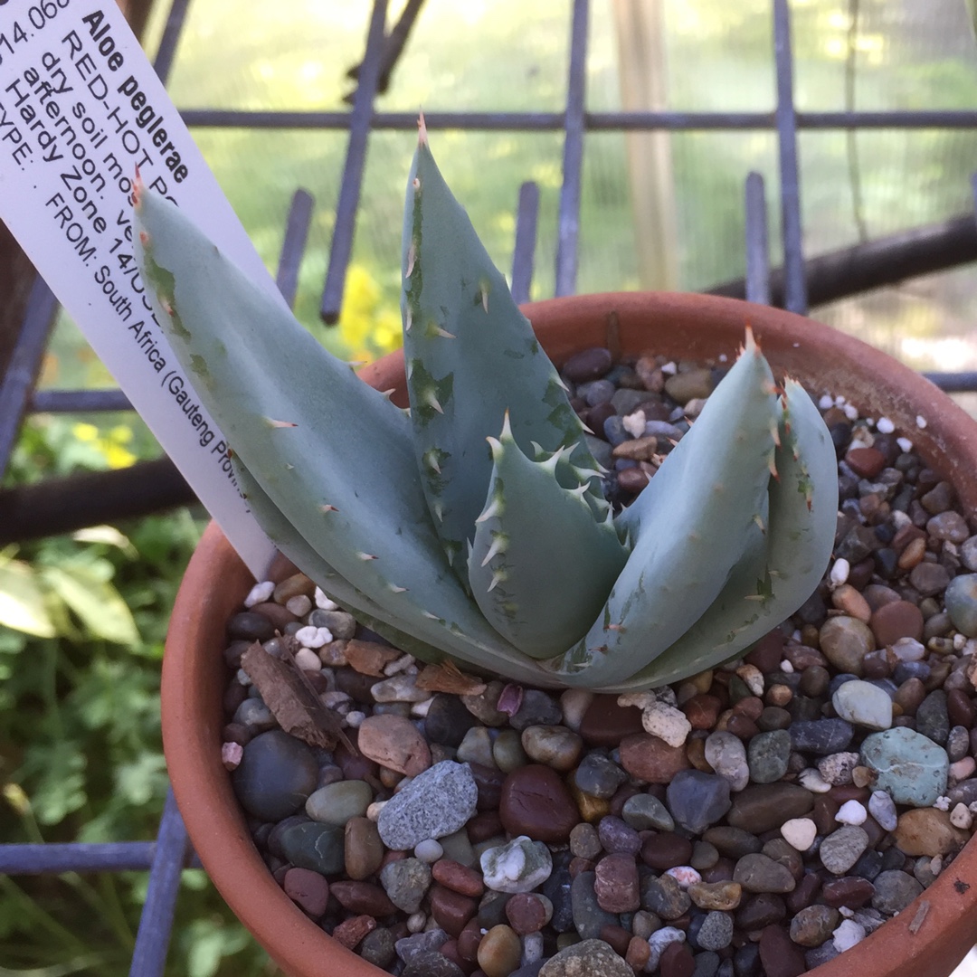 Fez aloe in the GardenTags plant encyclopedia