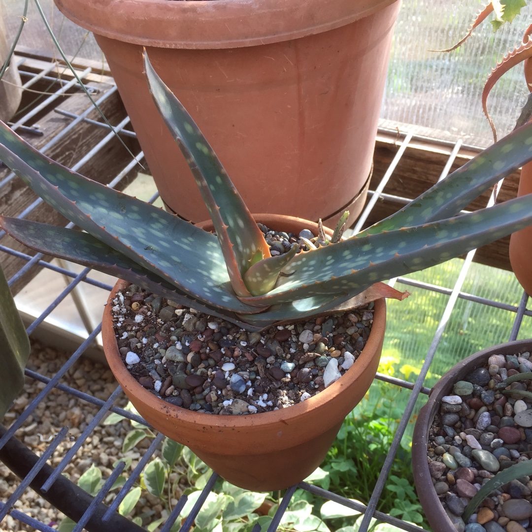 Aloe littoralis x burhrii in the GardenTags plant encyclopedia Mopane Aloe in the GardenTags plant encyclopedia