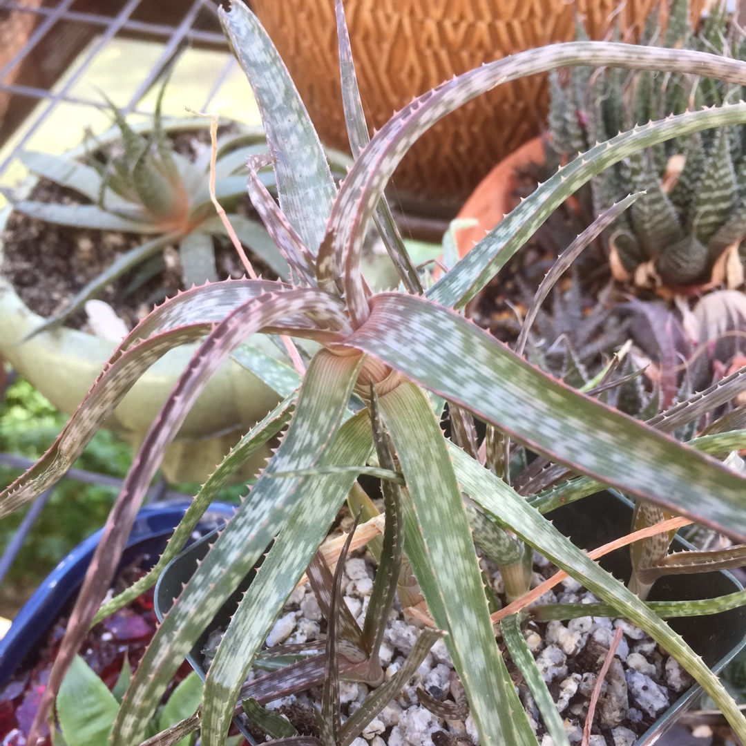 Aloe jacksonii in the GardenTags plant encyclopedia Aloe jacksonii in the GardenTags plant encyclopedia