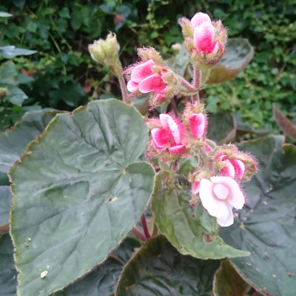 Begonia Scharfii in the GardenTags plant encyclopedia Elephant Ear Begonia in the GardenTags plant encyclopedia