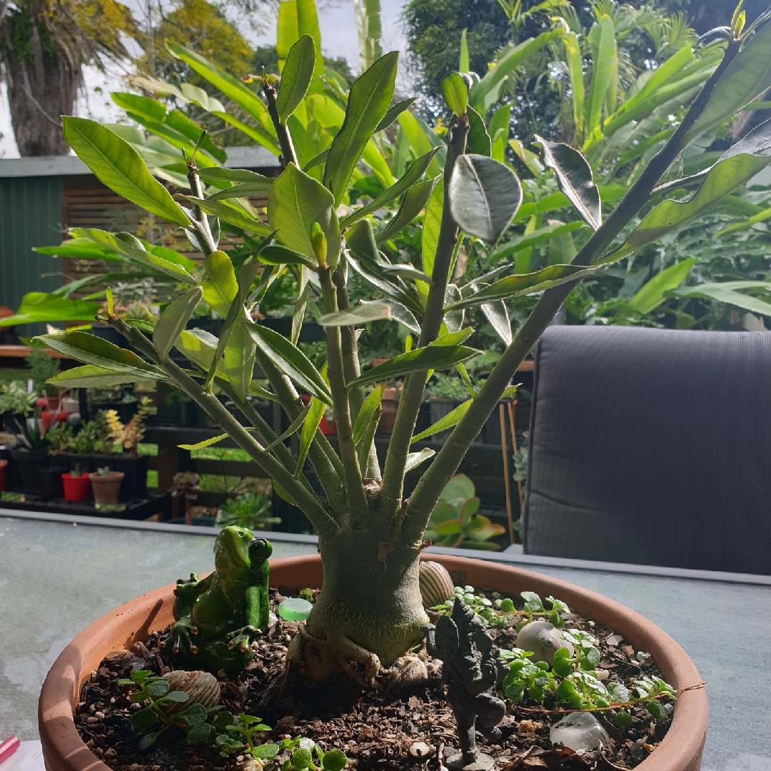 Adenium Obesum Fat Boy in the GardenTags plant encyclopedia Desert Rose Fat Boy in the GardenTags plant encyclopedia