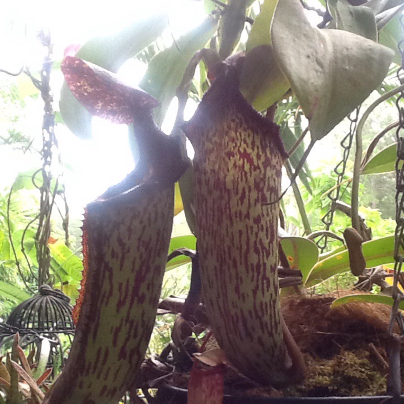 Pitcher Plant in the GardenTags plant encyclopedia