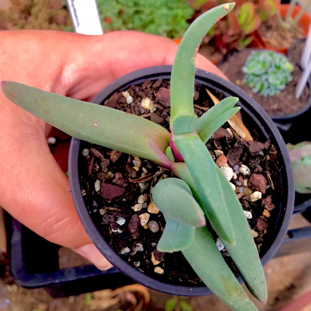 Cheiridopsis Imitans in the GardenTags plant encyclopedia Cheiridopsis Imitans in the GardenTags plant encyclopedia