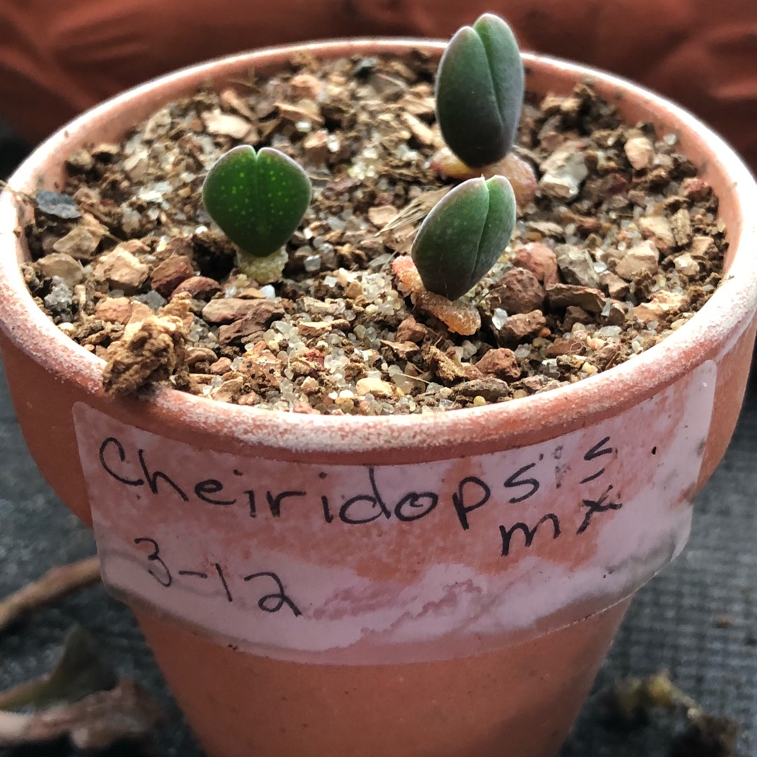 Cheiridopsis in the GardenTags plant encyclopedia Cheiridopsis in the GardenTags plant encyclopedia