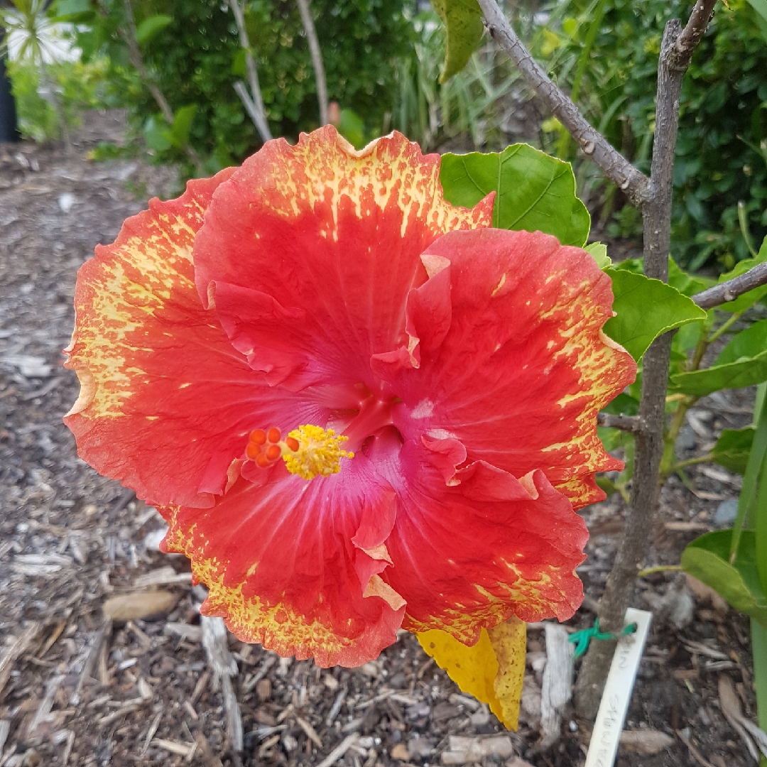 Hibiscus rosa-sinensis Rain Showers in the GardenTags plant encyclopedia Hibiscus Rain Showers in the GardenTags plant encyclopedia