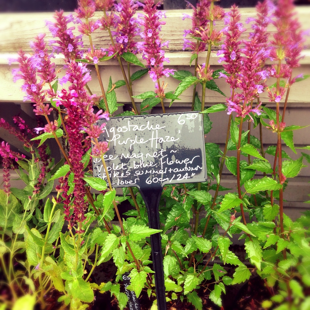Agastache Purple Haze in the GardenTags plant encyclopedia Giant Hyssop Purple Haze in the GardenTags plant encyclopedia