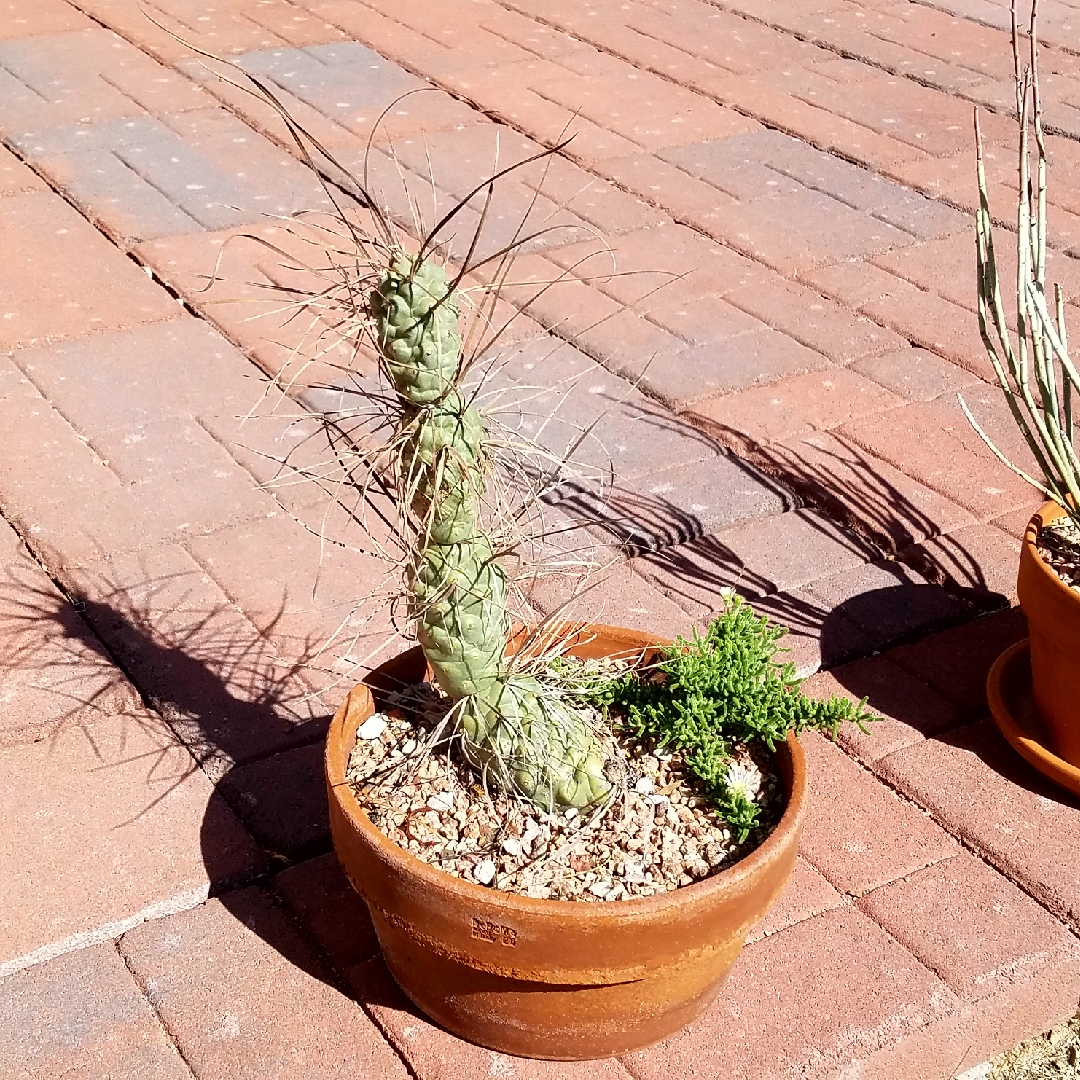 Tephrocactus aoracanthus in the GardenTags plant encyclopedia Tephrocactus aoracanthus in the GardenTags plant encyclopedia