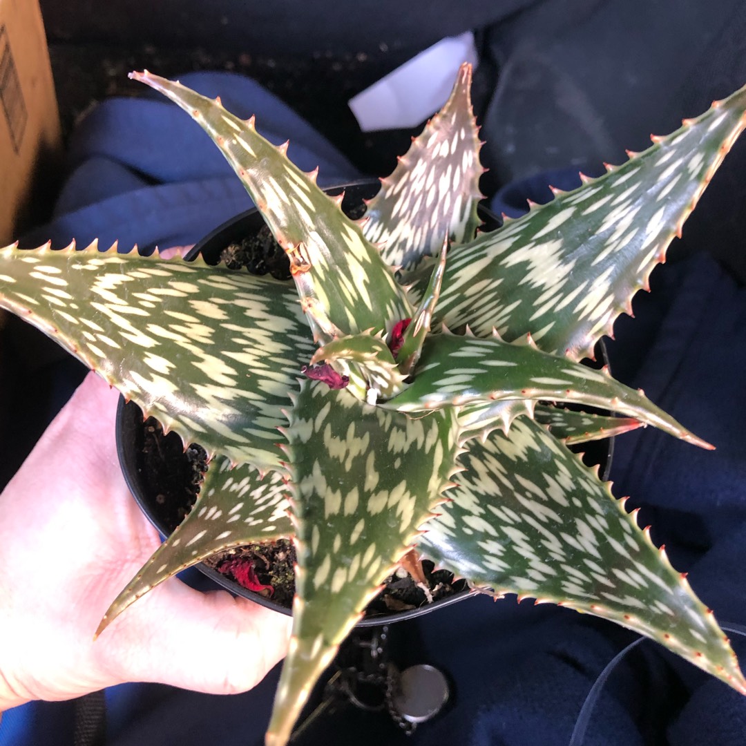Aloe hemmingii in the GardenTags plant encyclopedia Aloe hemmingii in the GardenTags plant encyclopedia