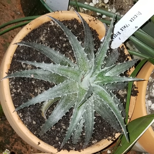 Dyckia Pale Ryder in the GardenTags plant encyclopedia Dyckia Pale Ryder in the GardenTags plant encyclopedia