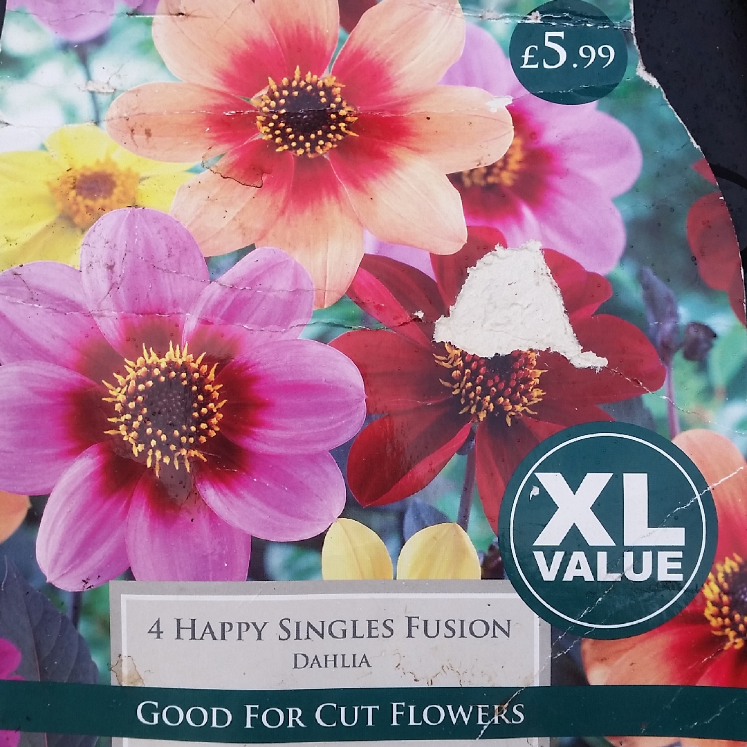 Dahlia Happy Singles Fusion (Mix) in the GardenTags plant encyclopedia Dahlia Happy Singles Fusion (Mix) in the GardenTags plant encyclopedia