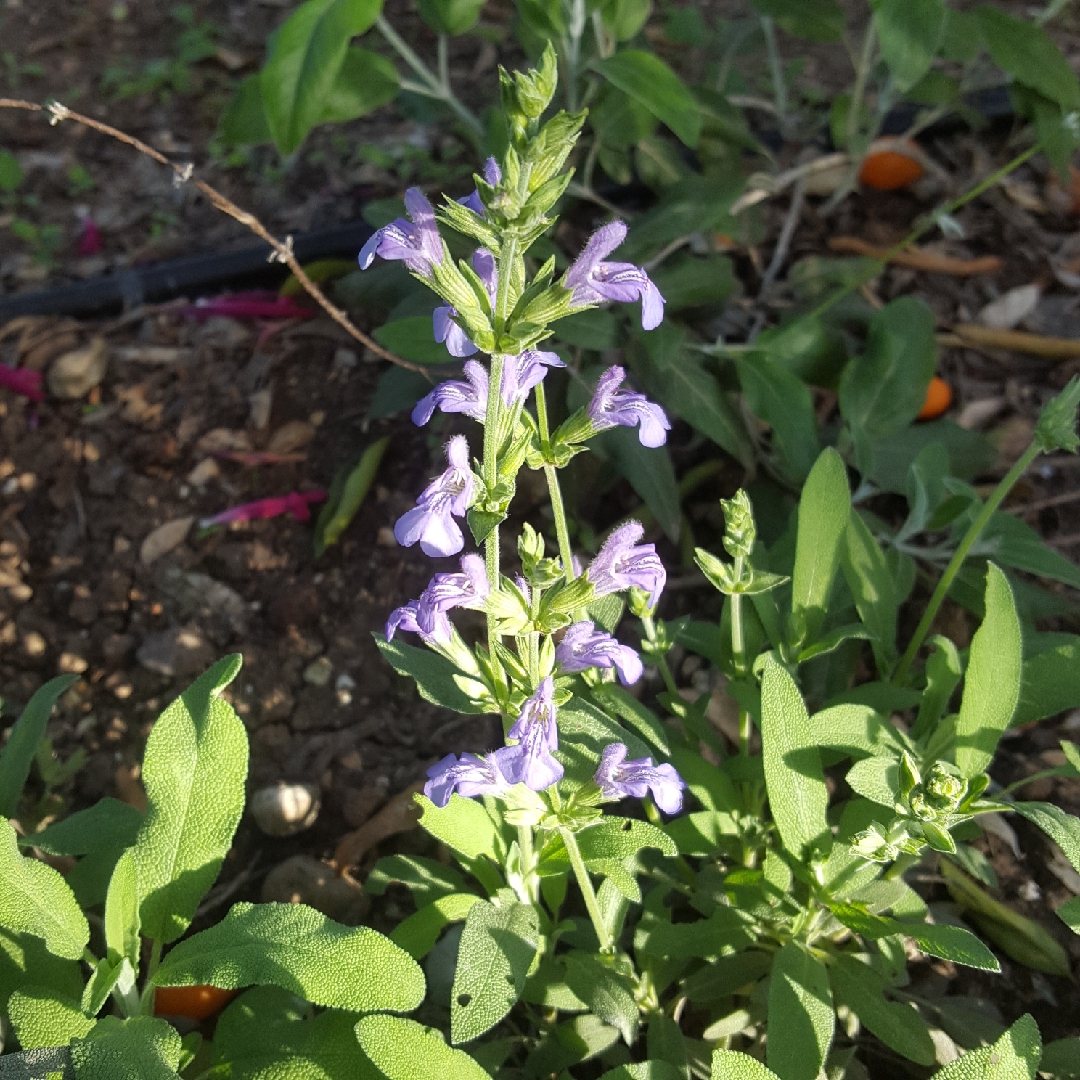 Salvia lavandulifolia in the GardenTags plant encyclopedia Spanish sage in the GardenTags plant encyclopedia