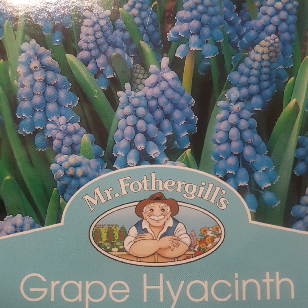 Muscari armeniacum Heavenly Blue in the GardenTags plant encyclopedia Grape Hyacinth Heavenly Blue in the GardenTags plant encyclopedia