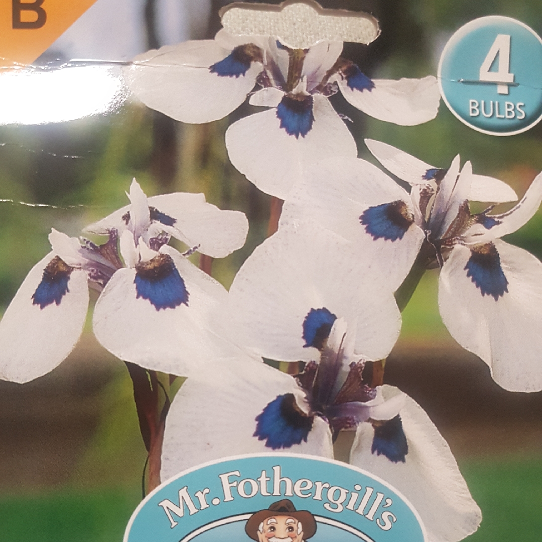 Moraea aristata in the GardenTags plant encyclopedia Iris Peacock in the GardenTags plant encyclopedia