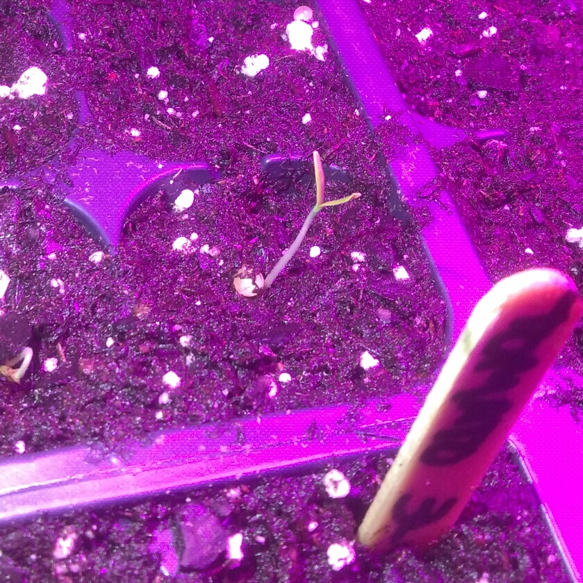 Solanum lycopersicum Jet Star F1 in the GardenTags plant encyclopedia Tomato Jet Star F1 (Beefsteak Tomato) in the GardenTags plant encyclopedia