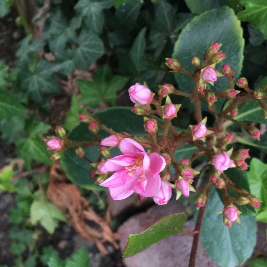 Rhaphiolepis indica Pink Lady in the GardenTags plant encyclopedia Indian Hawthorn Pink Lady in the GardenTags plant encyclopedia