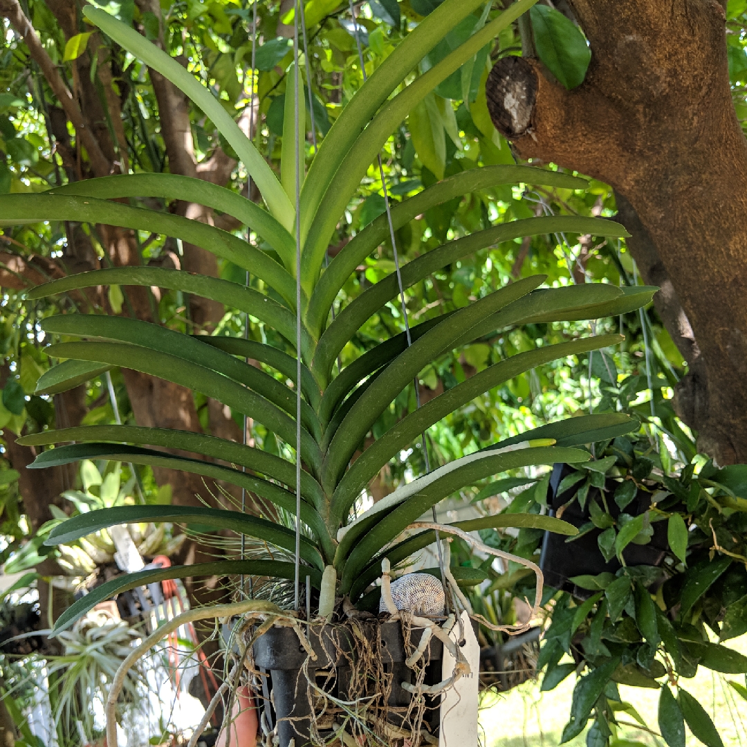 Vanda Pakchong Blue x Tessellata in the GardenTags plant encyclopedia Vanda Orchid Pakchong Blue x Tessellata in the GardenTags plant encyclopedia