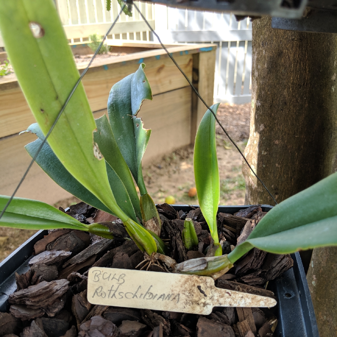 Bulbophyllum rothschildianum in the GardenTags plant encyclopedia Bulbophyllum rothschildianum in the GardenTags plant encyclopedia