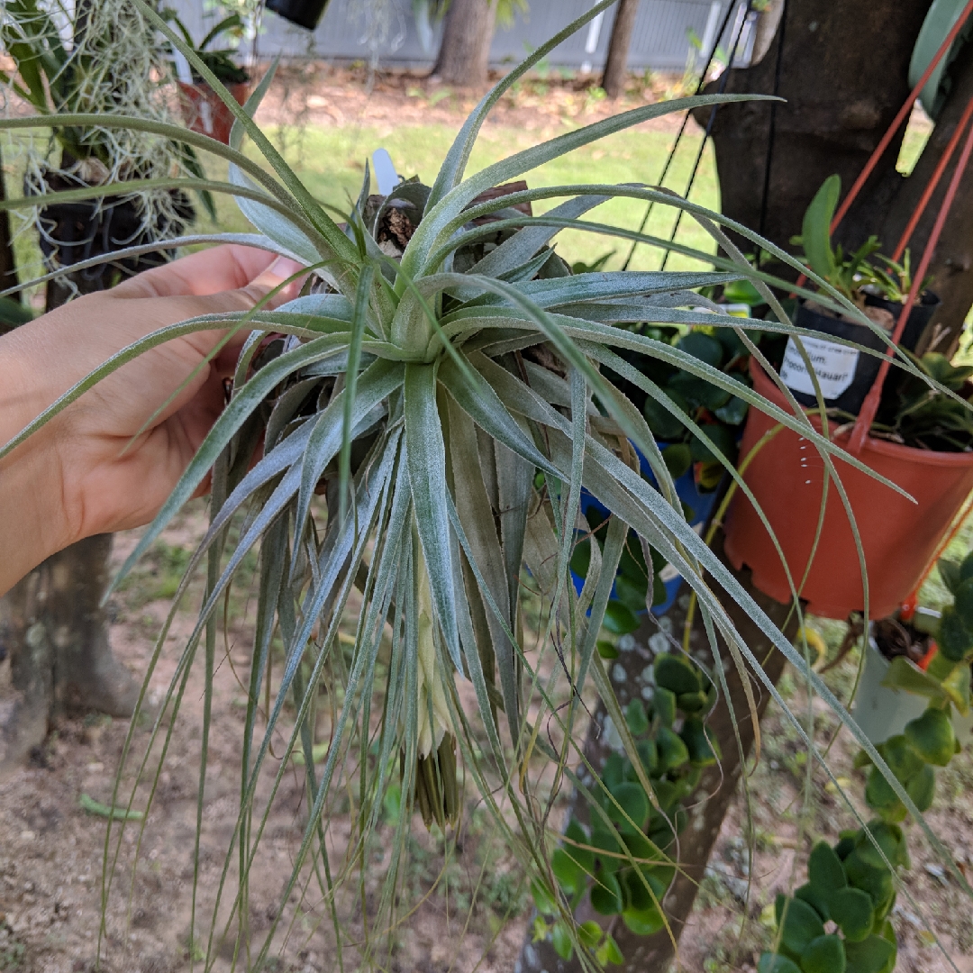 Tillandsia gardneri in the GardenTags plant encyclopedia Airplant (Species) Tillandsia gardneri in the GardenTags plant encyclopedia