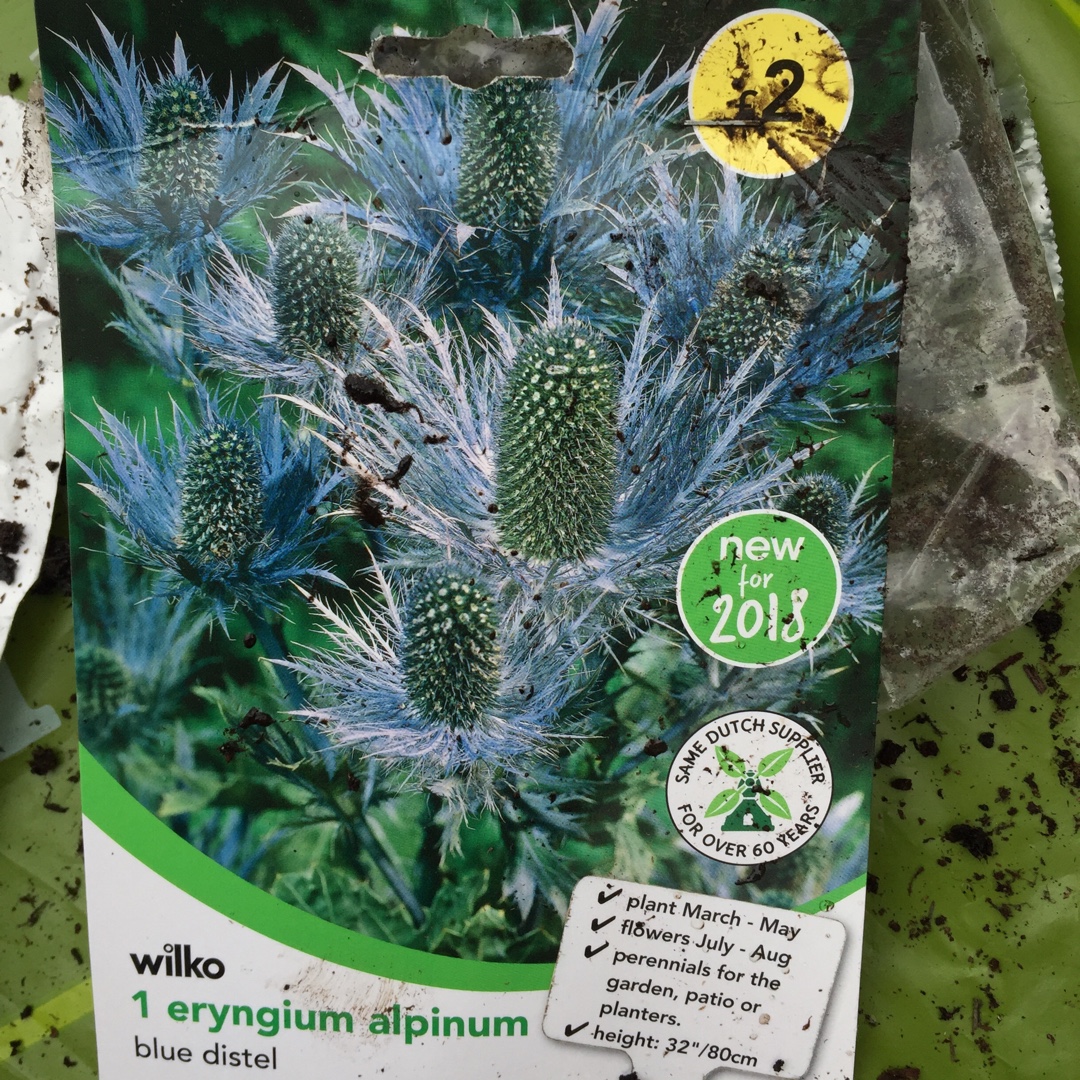 Eryngium Alpinum Blue Distel in the GardenTags plant encyclopedia Sea Holly Blue Distel in the GardenTags plant encyclopedia