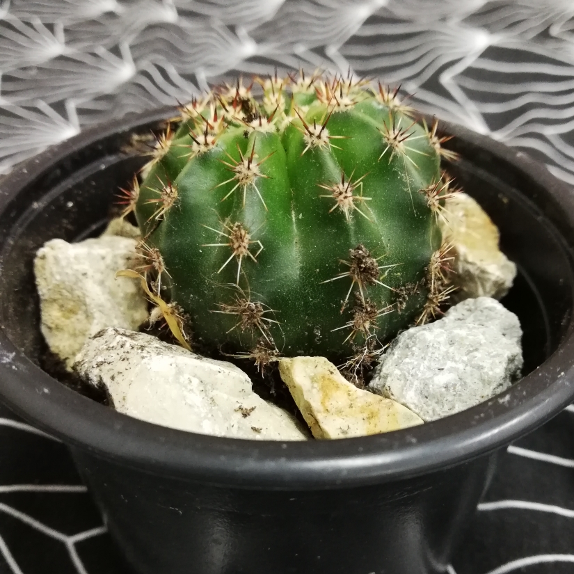 Parodia subterranea syn. Notocactus occultus in the GardenTags plant encyclopedia Ball cactus in the GardenTags plant encyclopedia