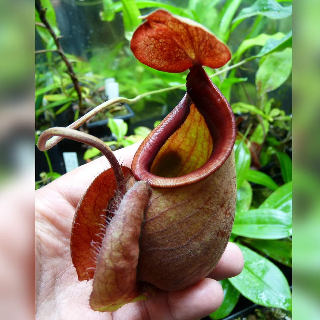 Nepenthes mirabilis var globosa in the GardenTags plant encyclopedia Nepenthes Viking in the GardenTags plant encyclopedia