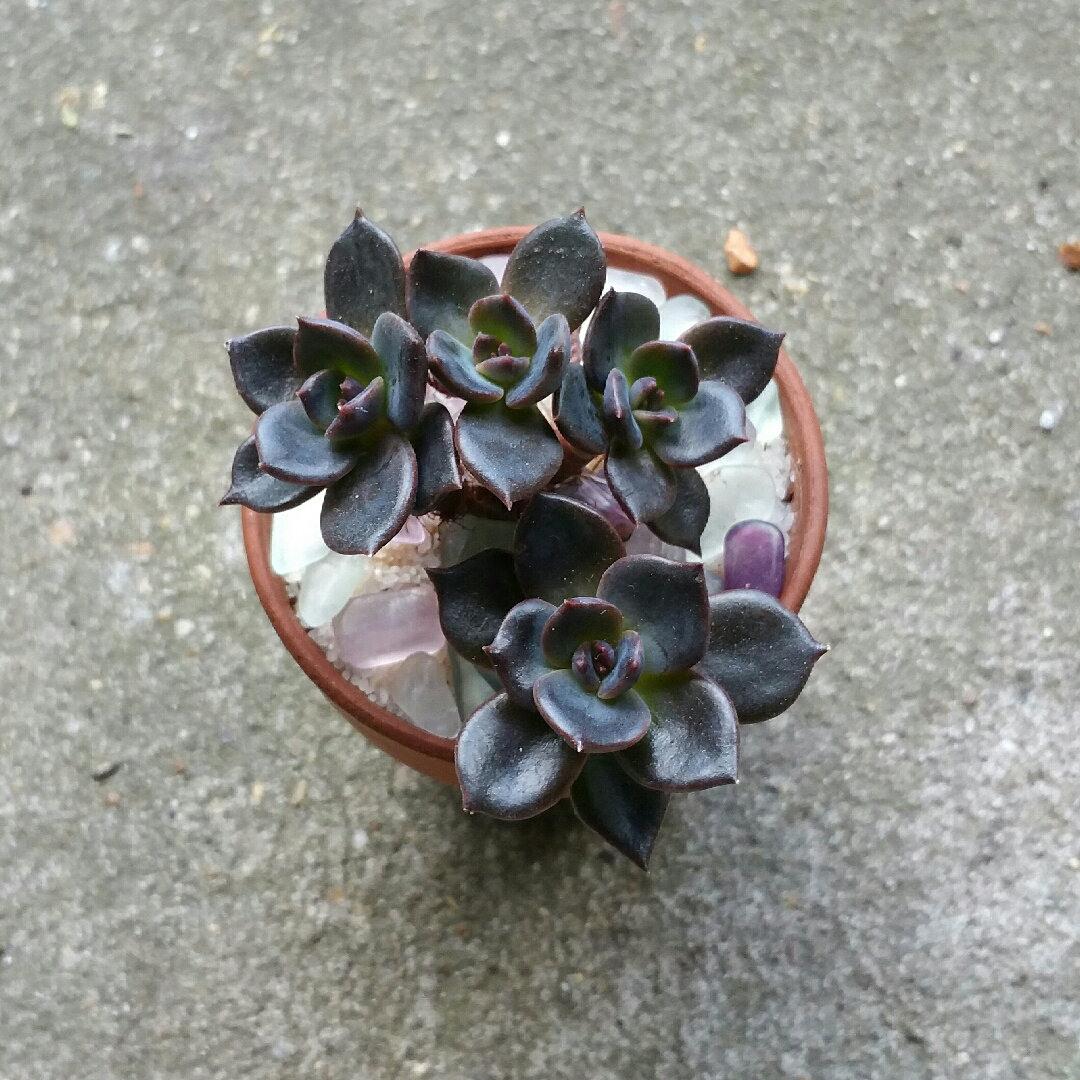Echeveria Dark Moon in the GardenTags plant encyclopedia Echeveria Dark Moon in the GardenTags plant encyclopedia