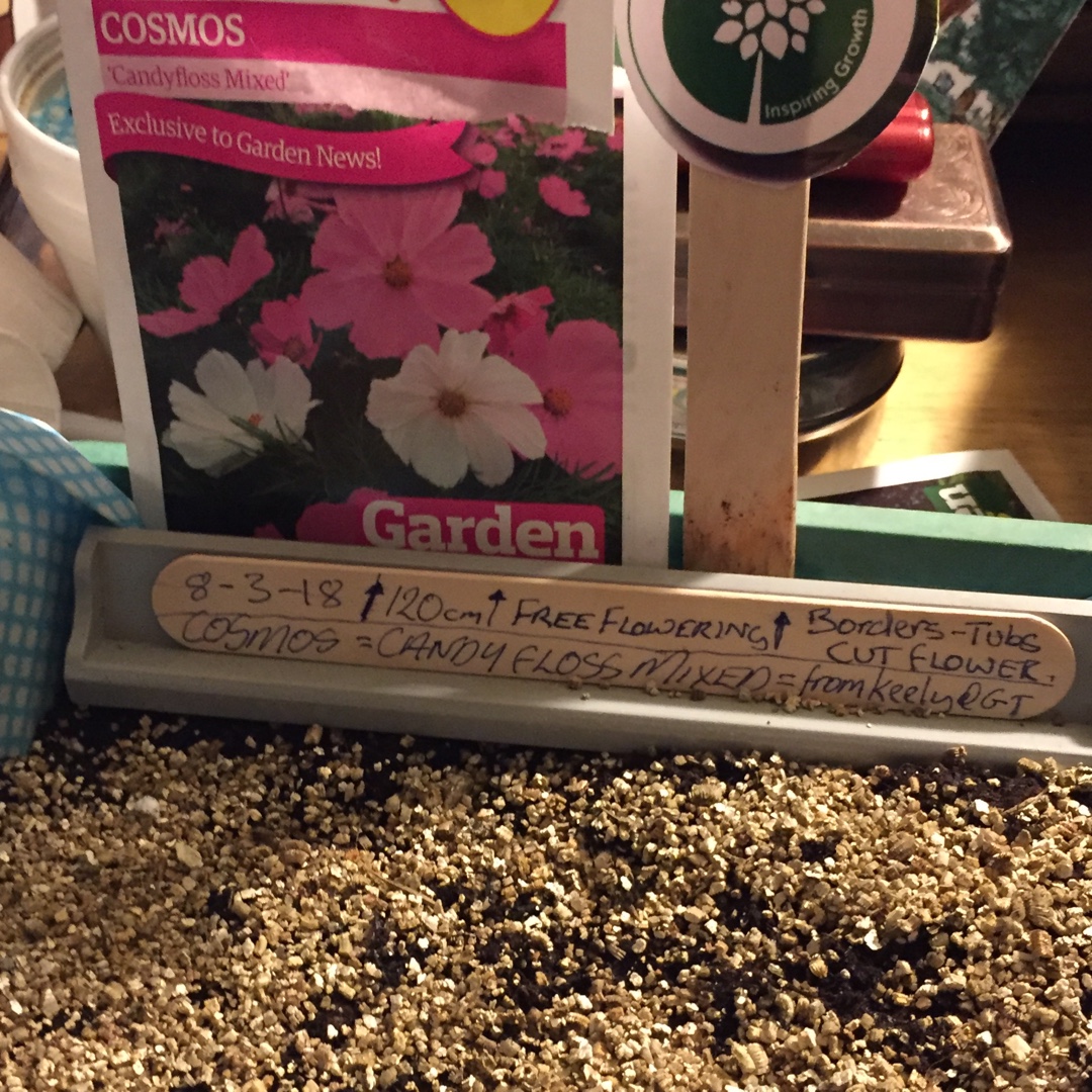 Cosmos Candy Floss (Mix) in the GardenTags plant encyclopedia Cosmea Candy Floss (Mix) in the GardenTags plant encyclopedia