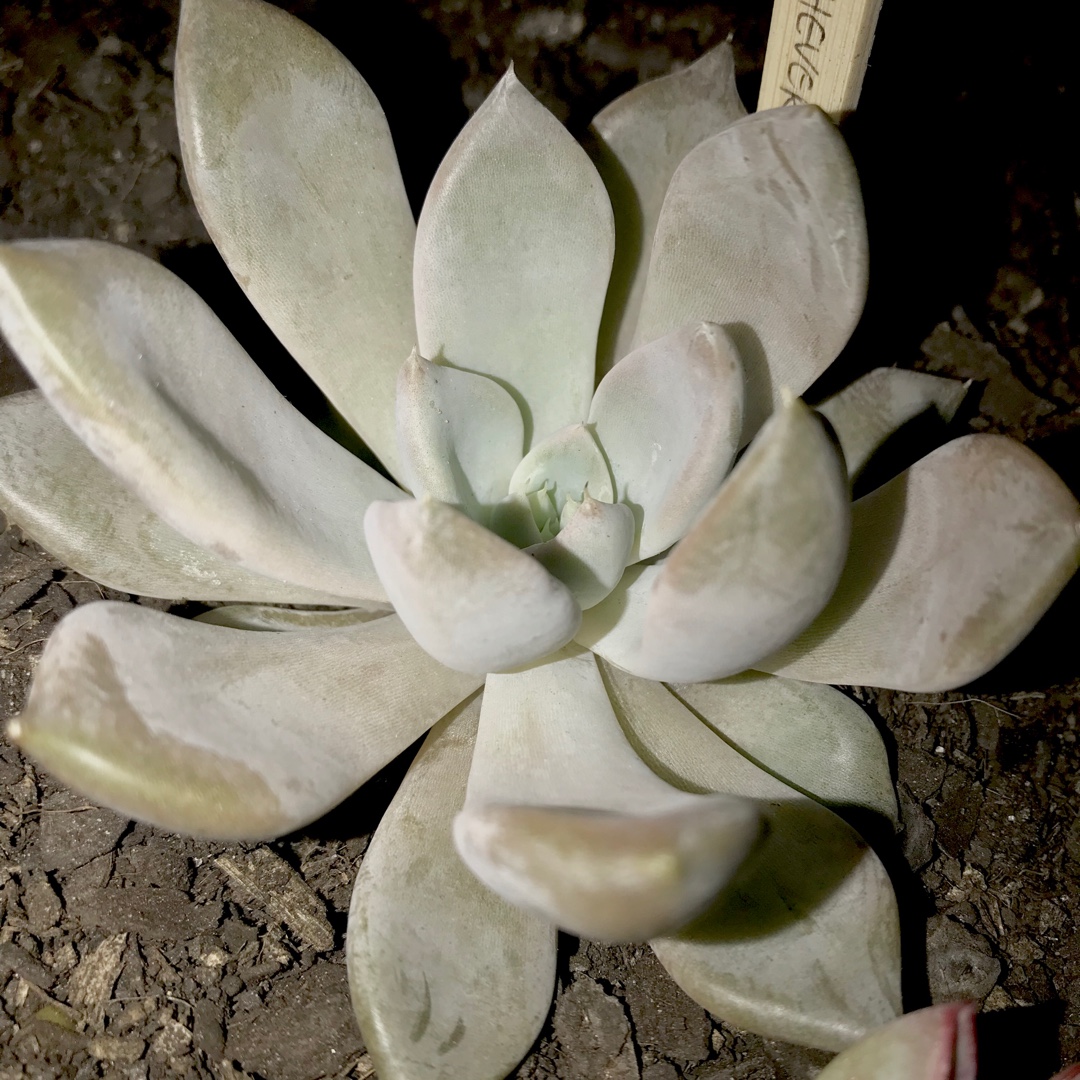 Echeveria Beverley in the GardenTags plant encyclopedia Echeveria Beverley in the GardenTags plant encyclopedia