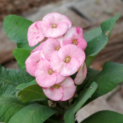 Euphorbia Milii Exotic Treasure in the GardenTags plant encyclopedia Crown Of Thorns Exotic Treasure in the GardenTags plant encyclopedia