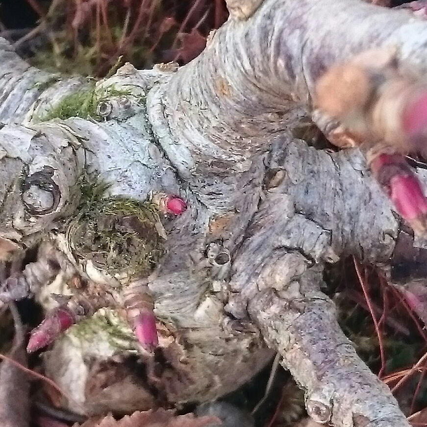 Sorbus Reducta in the GardenTags plant encyclopedia Chinese Dwarf Mountain Ash in the GardenTags plant encyclopedia