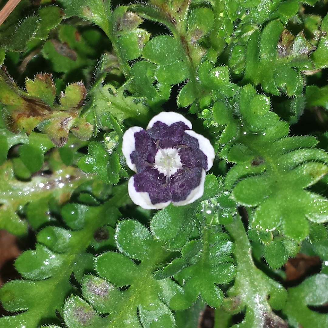 Nemophila menziesii var. discoidalis Pennie Black in the GardenTags plant encyclopedia Baby Eyes Pennie Black in the GardenTags plant encyclopedia