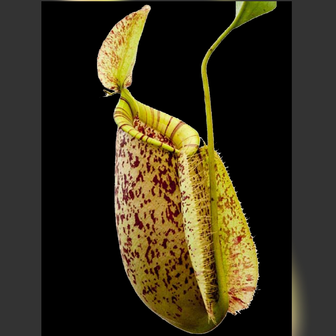 Nepenthes x hookeriana in the GardenTags plant encyclopedia Hookers Pitcher Plant in the GardenTags plant encyclopedia
