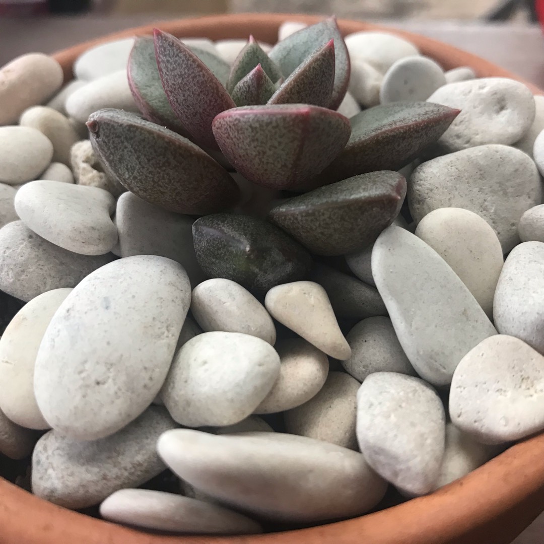 xGraptoveria Araluen Gem in the GardenTags plant encyclopedia Graptoveria Araluen Gem in the GardenTags plant encyclopedia
