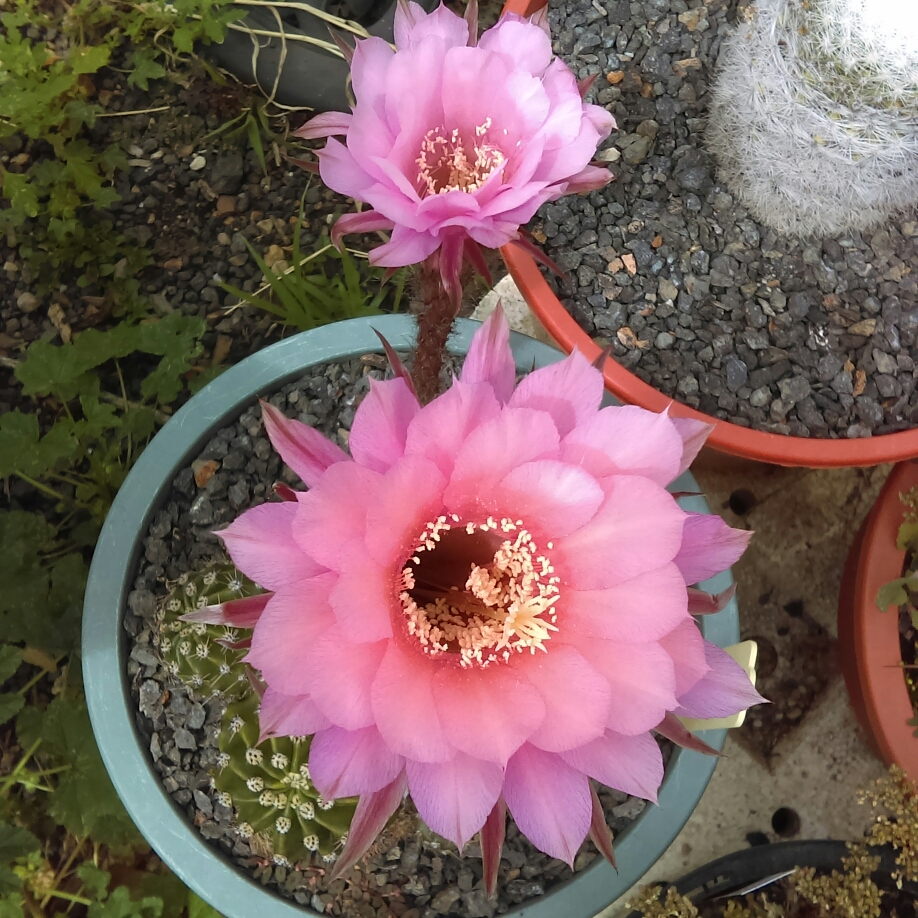 Echinopsis mamillosa Kermesina syn. Echinopsis kermesina in the GardenTags plant encyclopedia Echinopsis Kermesina in the GardenTags plant encyclopedia